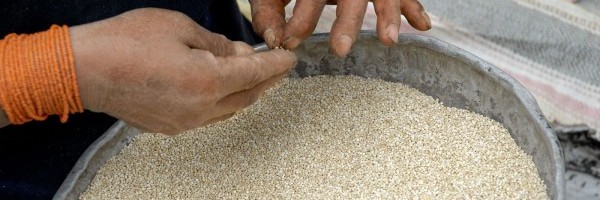 La quinoa, el “alimento perfecto”