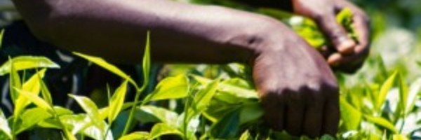 Té con corazón: la cooperativa Heiveld, en Sudáfrica